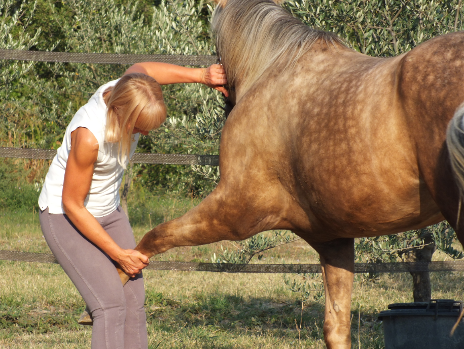 Le shiatsu pour les animaux, le droit au bien-être pour tous