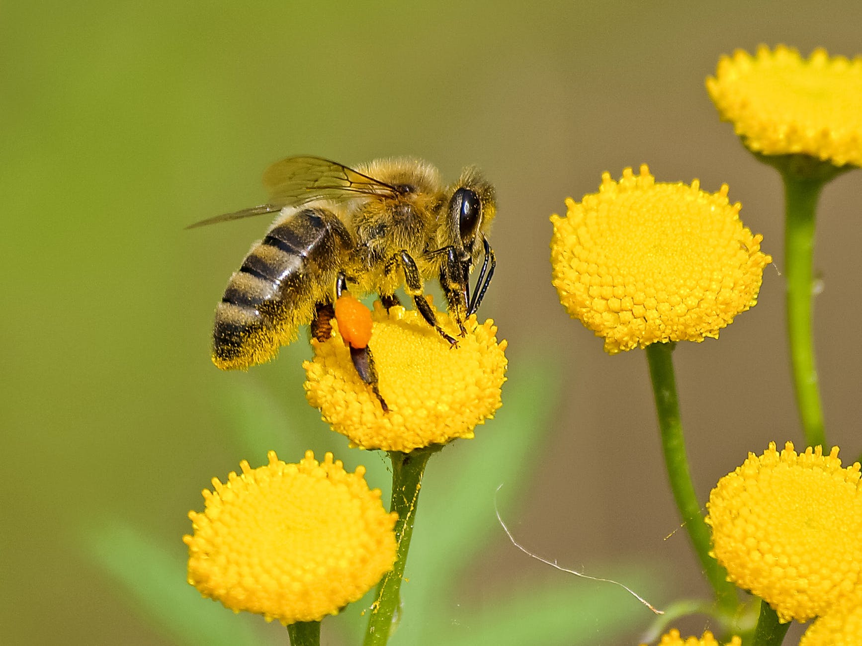 Venin d'abeille