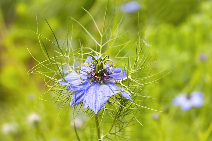 huile de nigelle